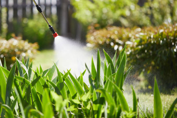 24/7 Emergency Termite Control experts in El Cajon, CA