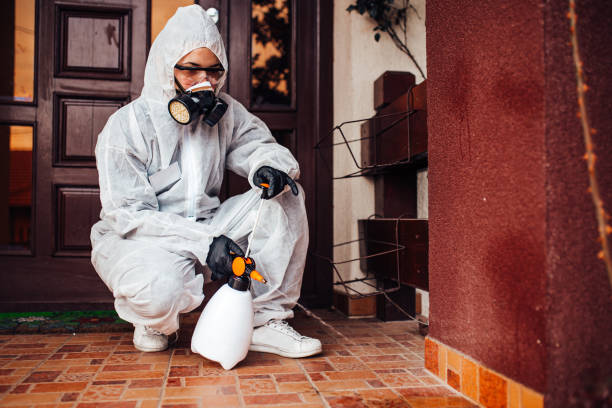 Reliable Termite Control contractor in El Cajon, CA by Nex Pest Control